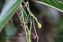 Schumannianthus virgatus